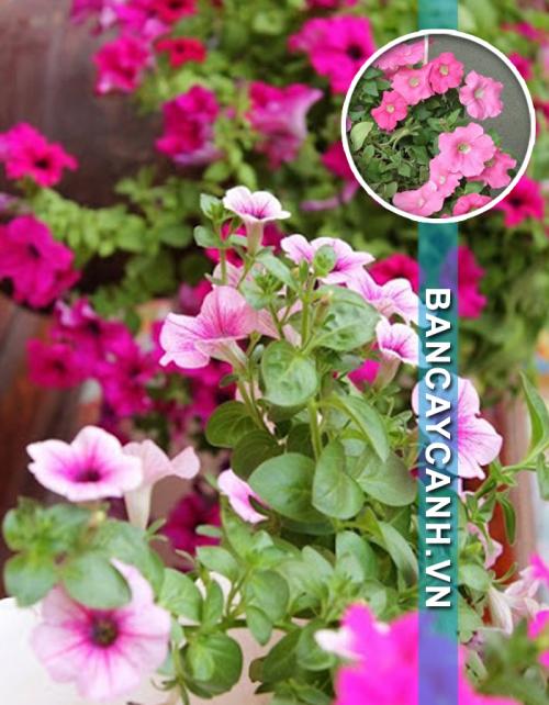 CÂY DẠ YẾN THẢO - PETUNIA HYBRIDA